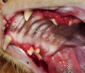 Гингивостоматит, ассоциированный с ВИК